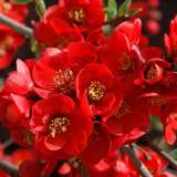 Chaenomeles Winter Cheer 13 - Garden Express Australia